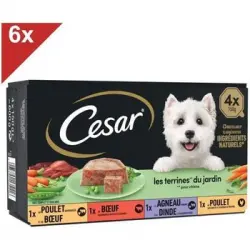 Envases Cesar Terrine - 4 Variedades - Para Perros Adultos - 4 X 150 G (x6)