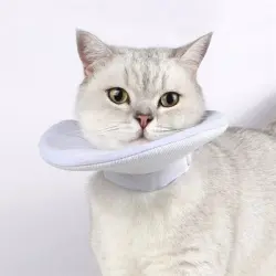IntiMeg collar protector para gatos - Talla XL: cuello de 25 a 36 cm, profundidad de 20 cm.