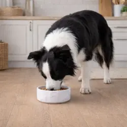 Leeby Comedero de Cerámica Blanco con Relieve de Huesos para perros 2.3 l
