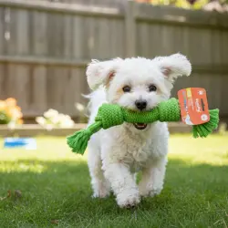 Tootoy! Hueso Mordedor de Cuerda Verde para perros