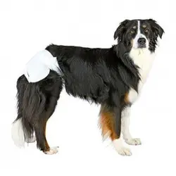 Pañales para perros ultra absorbentes M