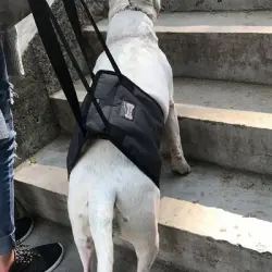 IntiMeg Arnés para levantar perros - METRO