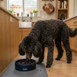 Leeby Comedero Antivoracidad de Cerámica Azul para perros - 800 ml