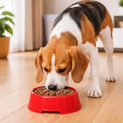 Leeby Comedero de Plástico Rojo para perros y gatos - 550 ml