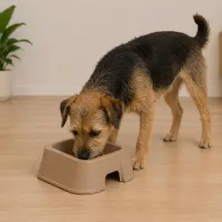 Leeby Comedero Cuadrado Taupe para perros - 1.5 l