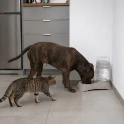 Leeby Tolva Dispensador de Agua para perros y gatos - 11 l