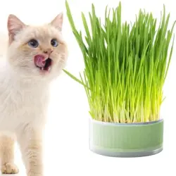 ZooVenture Maceta para hierba gatera 12*12*5 cm - 12*12*5 cm