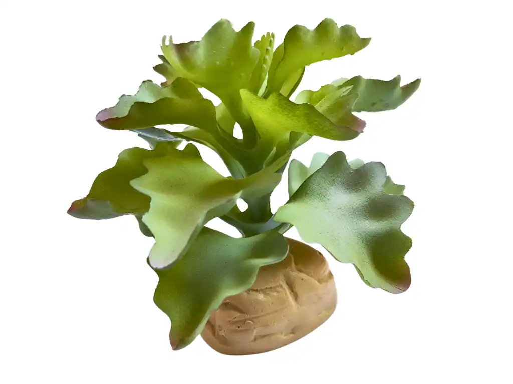 Planta Kalanchoe de decoración para terrarios - ReptilHábitat - Comparador de precios