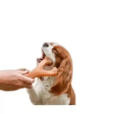 MCBOSON  masticable mediano forma horquilla sabor tocino perros - 1 artículo - Mcboson - Comparador de precios