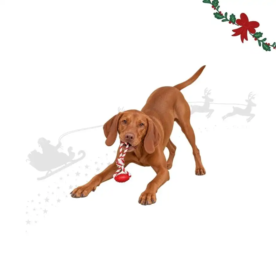 Wonder Christmas Hueso con Cuerda  para perros 34 x 13 x 5.5 cm - Wonder Christmas - Comparador de precios