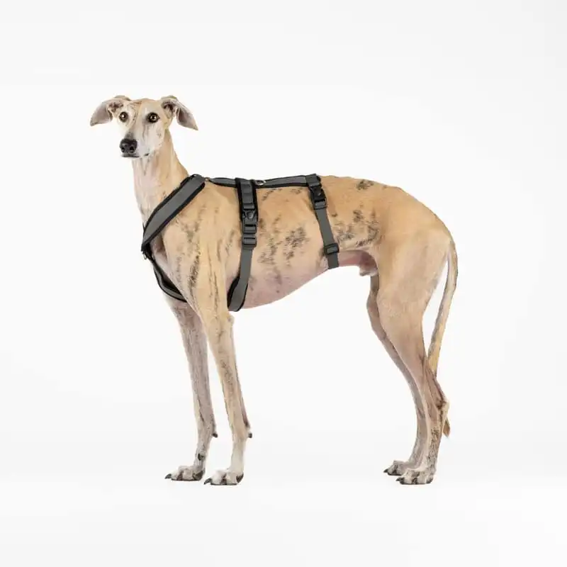 Arnés de 3 Puntos Antiescape Antitirones - Ideal para Lebreles: Galgo Italiano, Whippet, Galgo, Podenco - Seguro, Transpirable y Duradero - Perfecto para Caminar, Entrenar y Correr - ANTRACITA, XL