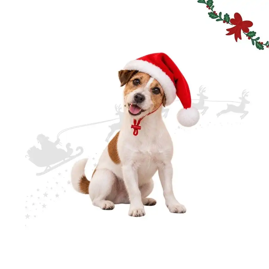 Wonder Christmas Gorro Papa Noel para perros M/L (33 x 17 x 2 cm) - Wonder Christmas - Comparador de precios