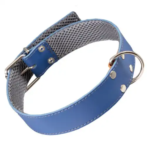 Arppe Collar de Cuero con Forro Azul para Galgos