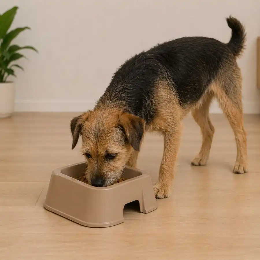 Leeby Comedero Cuadrado Taupe para perros - 1.5 L - Leeby - Comparador de precios