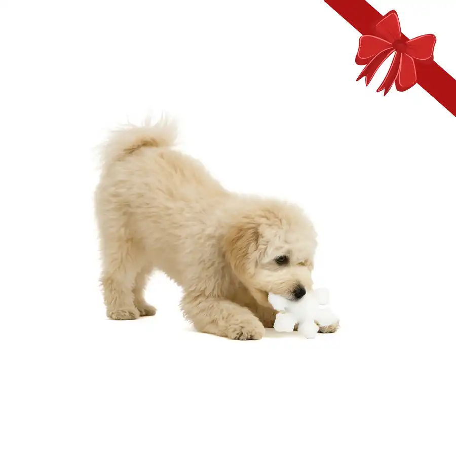 Wonder Christmas Peluche Copo de Nieve Navideño para perros - Wonder Christmas - Comparador de precios