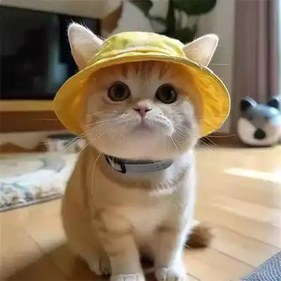 IntiMeg Sombrero para el sol para perros y gatos - Una pieza - IntiMeg - Comparador de precios